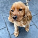 Assurer un cocker anglais : nos conseils pour choisir votre assurance