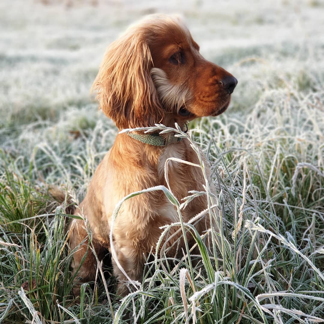 Assurance cocker conseils pour assurer votre chien