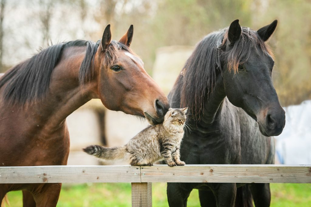 Chien et cheval qui vivent ensemble