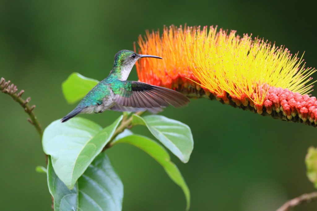 Colibri