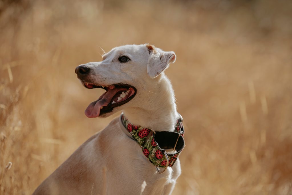 Collier martingale pour chien