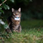 Un collier GPS pour son chat : bonne ou mauvaise idée ?