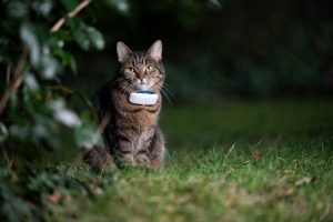 Un collier GPS pour son chat : bonne ou mauvaise idée ?