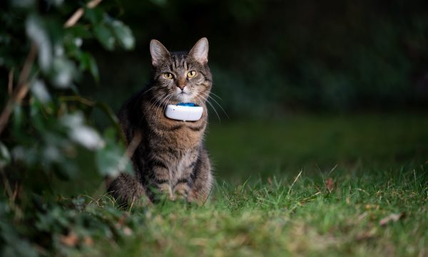 Un collier GPS pour son chat : bonne ou mauvaise idée ?