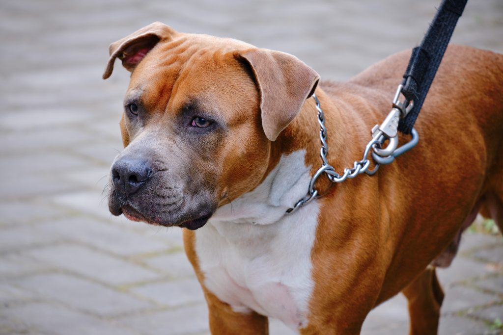 Collier étrangleur pour chien