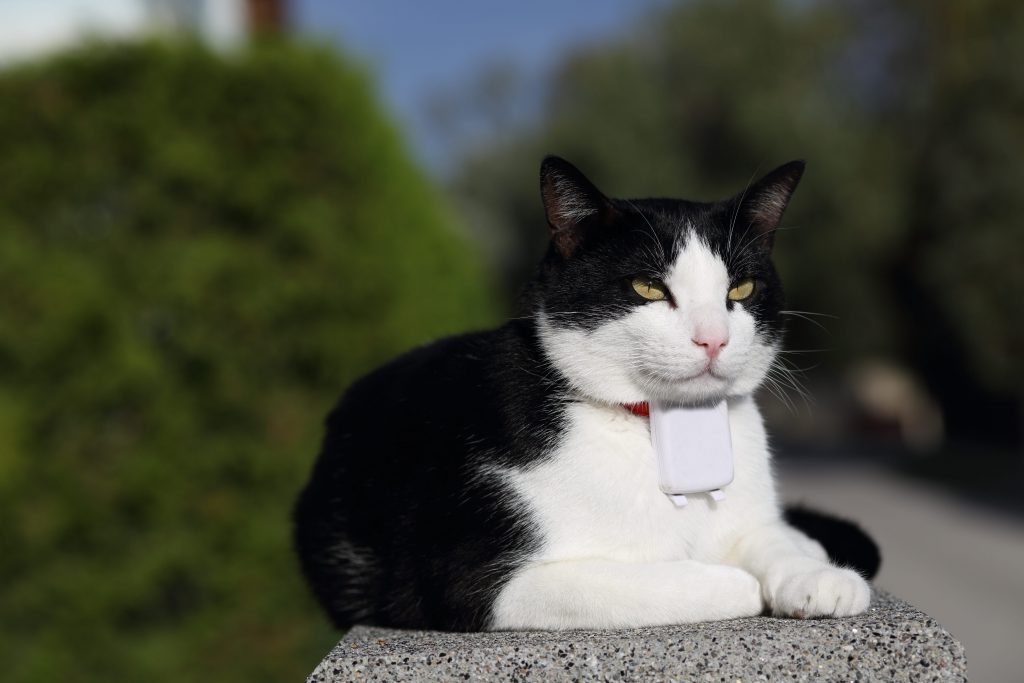 Gps fixé au cou du chat