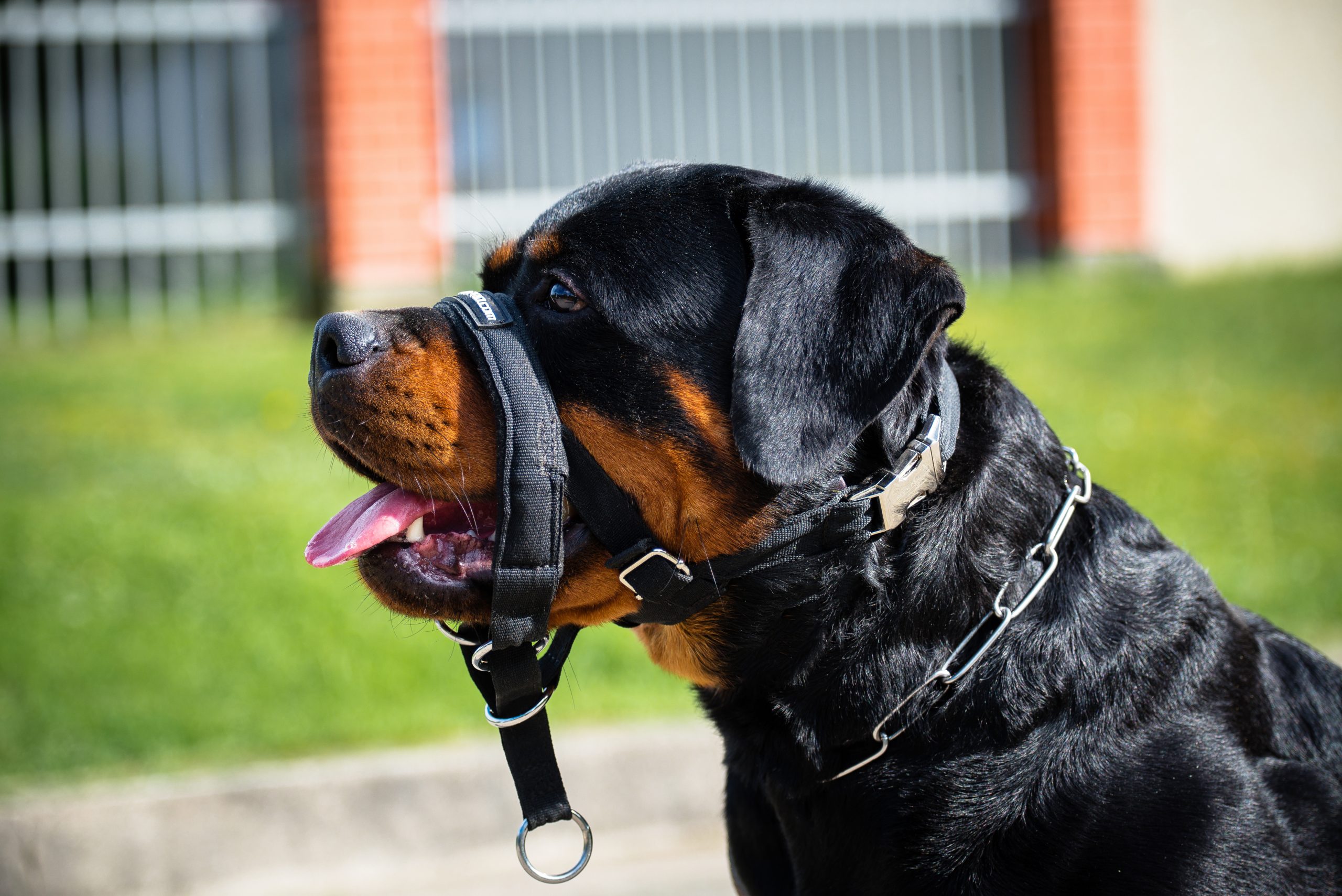 collier licol sur un rottweiler