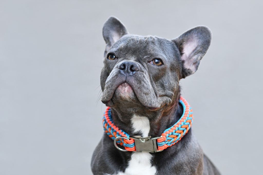 Collier standard pour chien