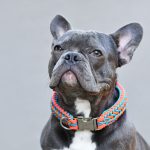 Quel collier choisir pour son chien ?