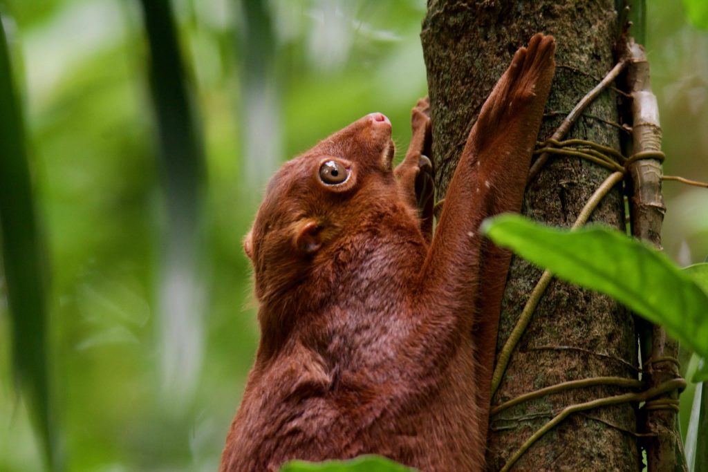 Colugo