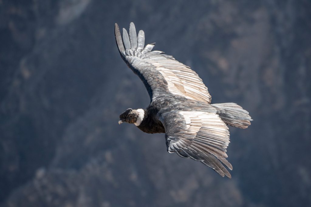 Le condor des Andes