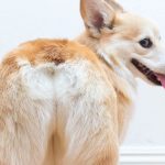 Les glandes anales du chien