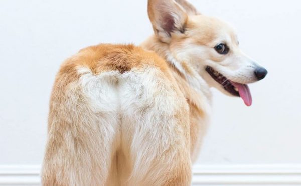Glandes anales du chien : affections, traitement et infos