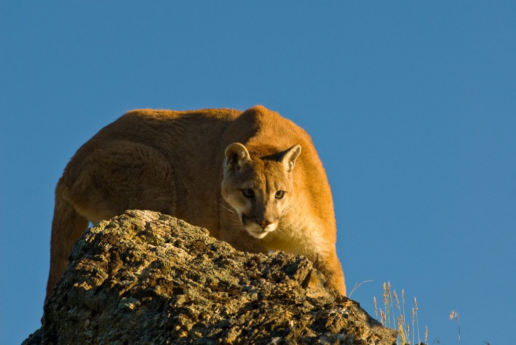 Cougar