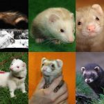 Les couleurs et robes des furets