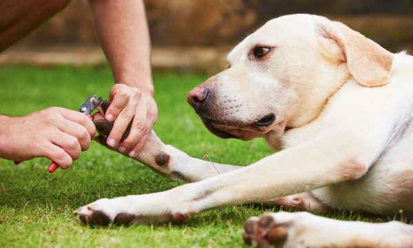 Couper les griffes de son chien