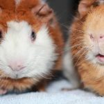 Cochon d’Inde : choisir un mâle ou une femelle ?