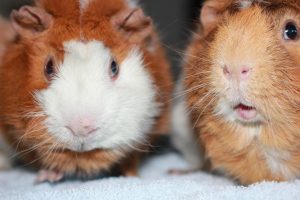 Cochon d’Inde : choisir un mâle ou une femelle ?