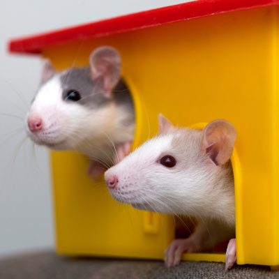Hamster mâle ou femelle : déterminer son sexe et lequel choisir