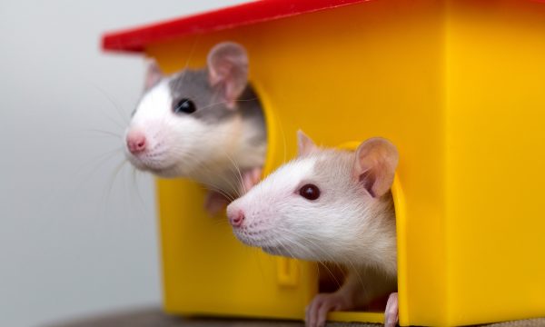 Choisir un hamster mâle ou femelle ?