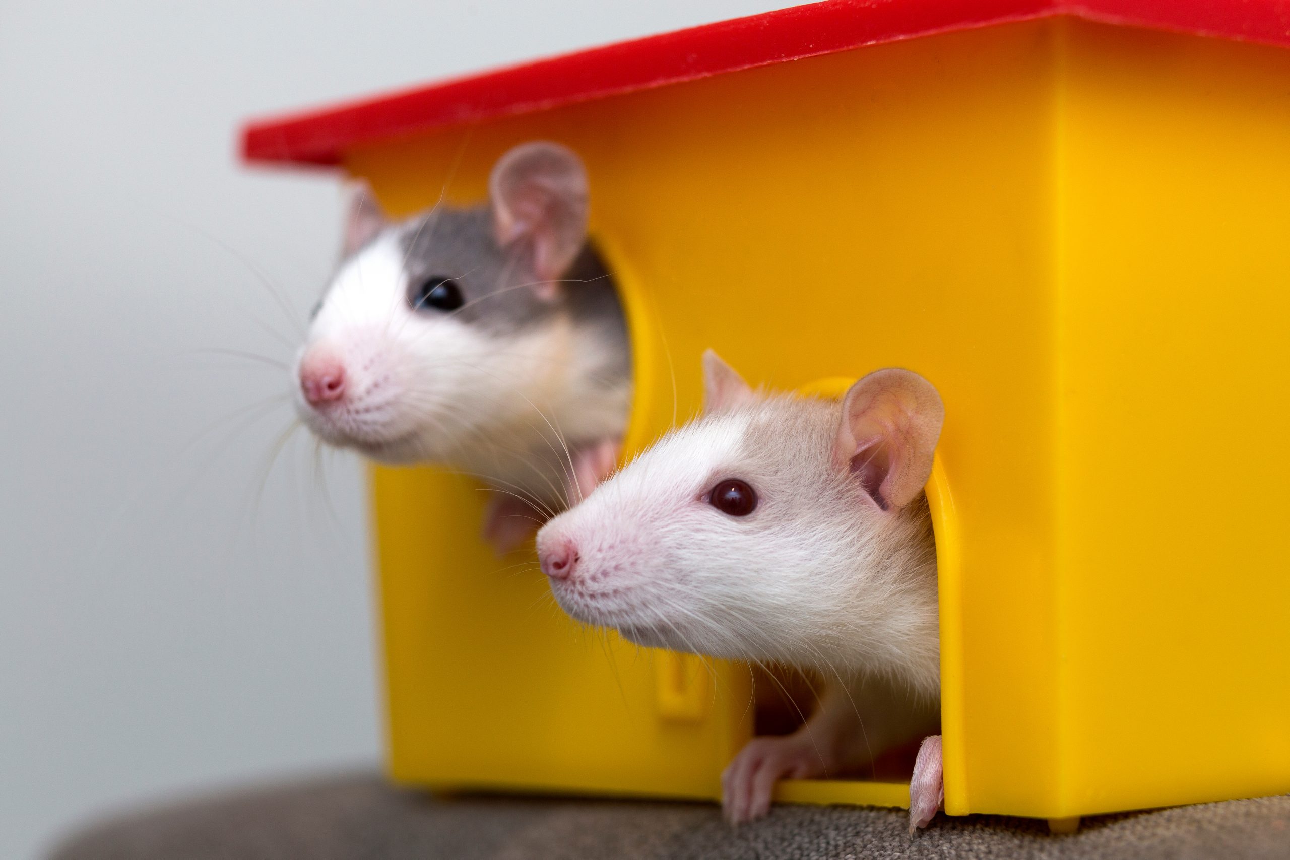Choisir un hamster mâle ou femelle