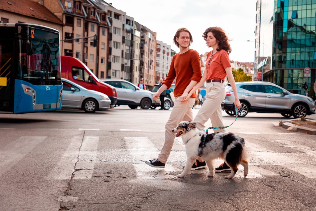 Berger Australien en ville avec un couple