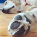 Protéger et entretenir les coussinets de son chien