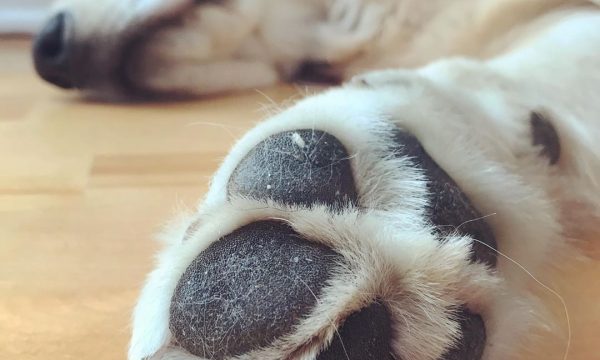Protéger et entretenir les coussinets de son chien