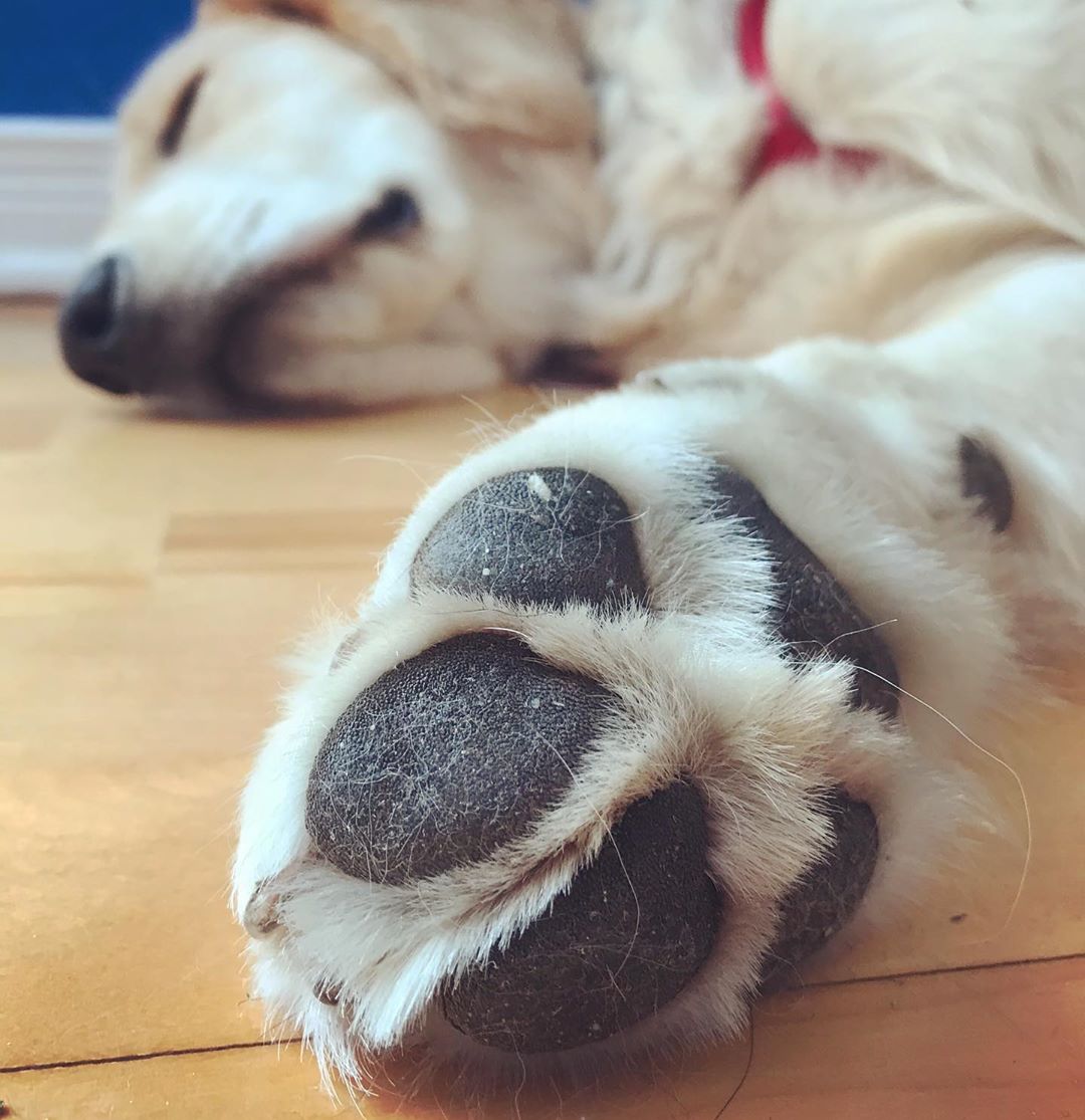 Coussinets Du Chien Comment Les Soigner Et Les Entretenir Sante Du Chien Autour Des Animaux Coussinets Du Chien Comment Les Soigner Et Les Entretenir Sante Du Chien Autour Des Animaux