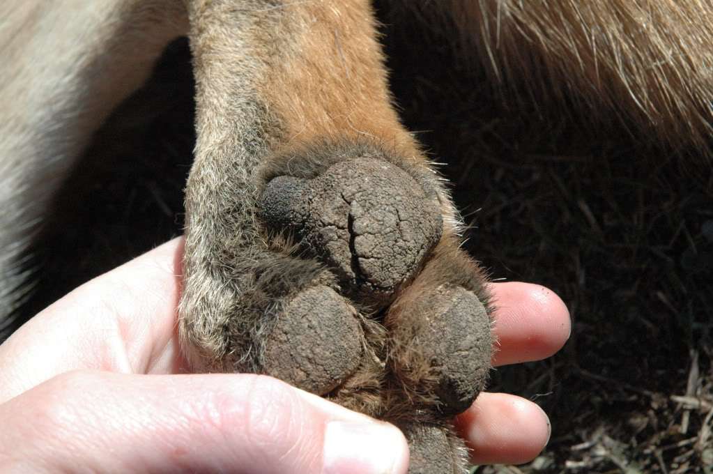 coussinets craquelés chez un chien