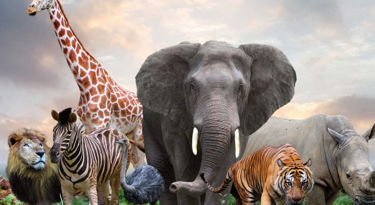 Animaux sauvages