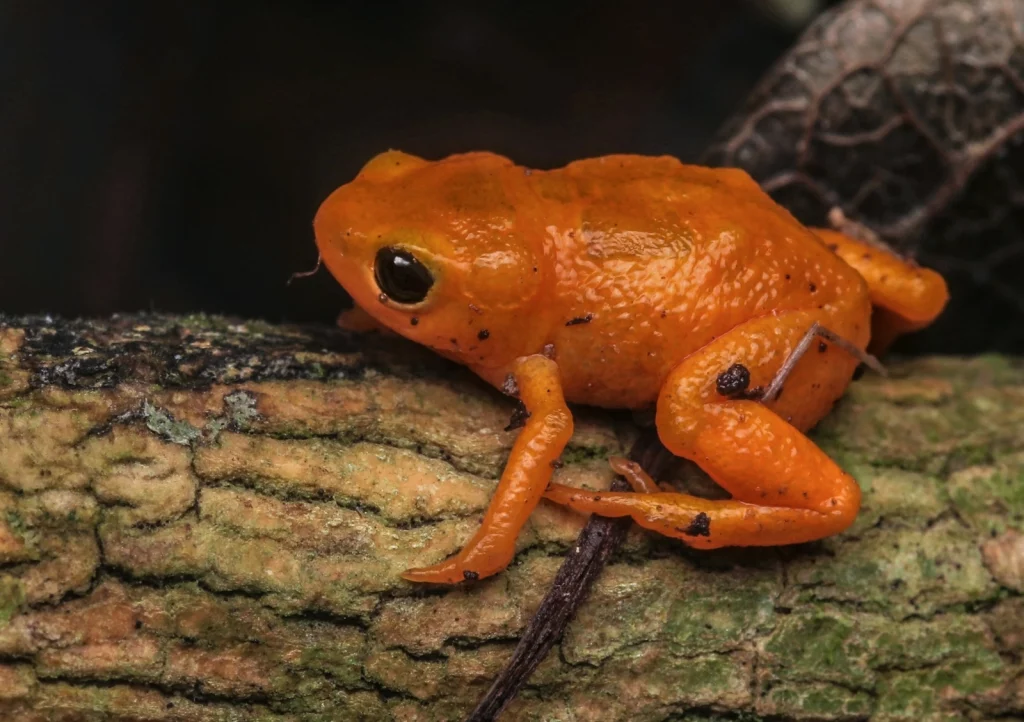 Crapaud coloré