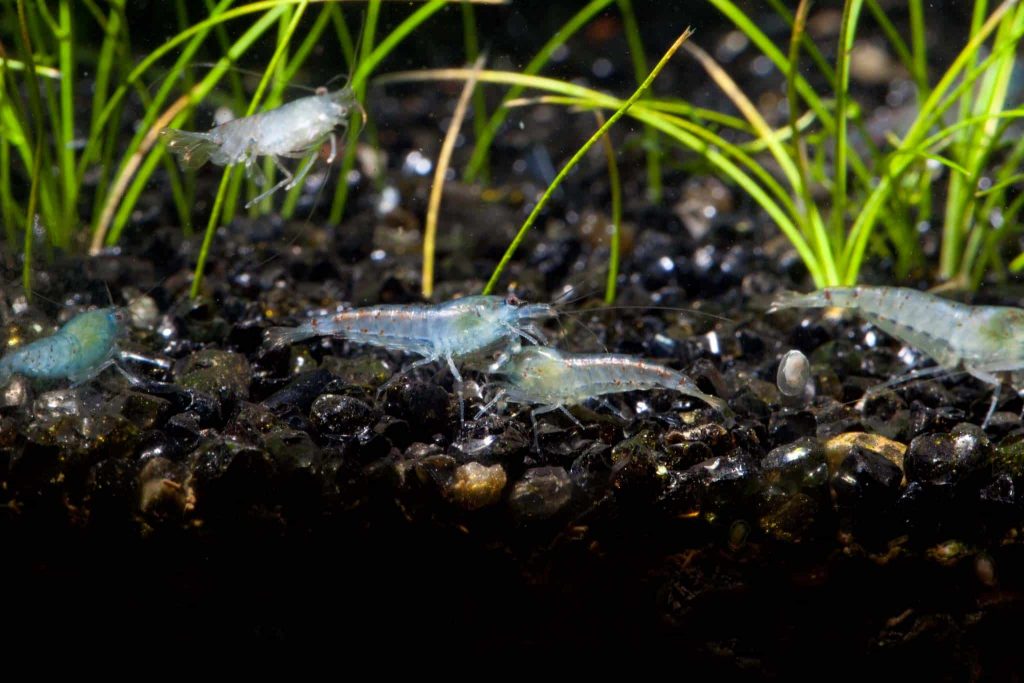 crevette blue - white pearl