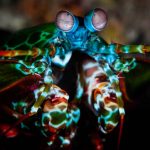 Super pouvoirs des animaux : Top 10 espèces à découvrir