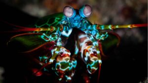 Super pouvoirs des animaux : Top 10 espèces à découvrir