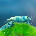 Quelles crevettes choisir pour son aquarium ?