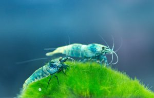 Quelles crevettes choisir pour son aquarium ?