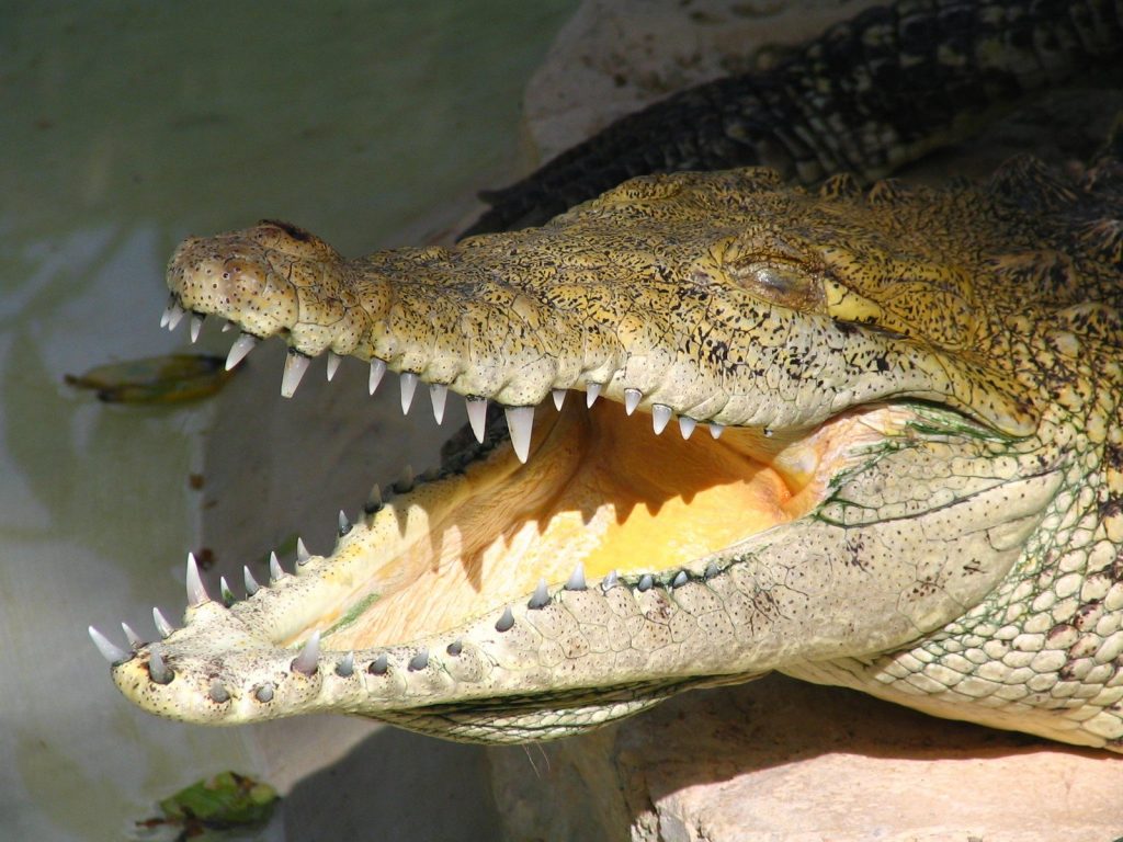 crocodile