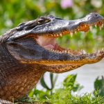 Crocodiles les plus dangereux : Top 13 espèces à découvrir
