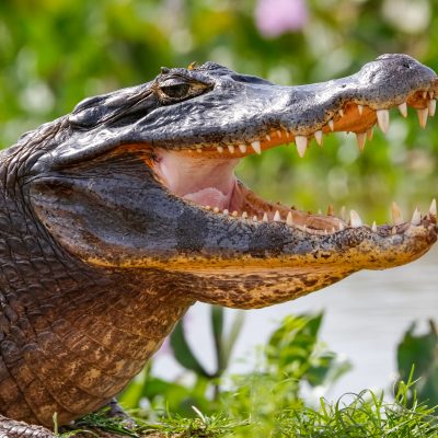 Les crocodiles les plus dangereux et où les voir dans le monde