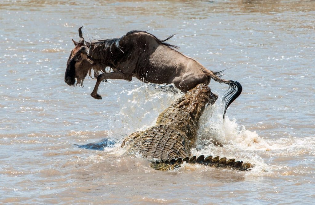 crocodile du nil qui chasse un gnou