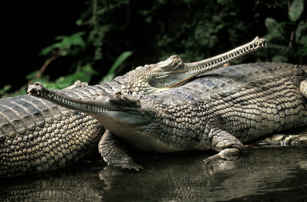 crocodile Gavial du Gange