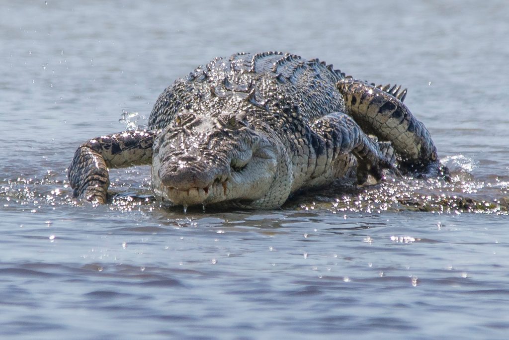 crocodile marin