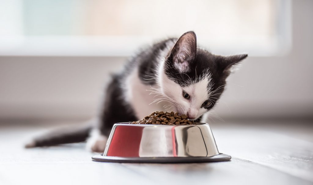 chaton qui mange ses croquettes