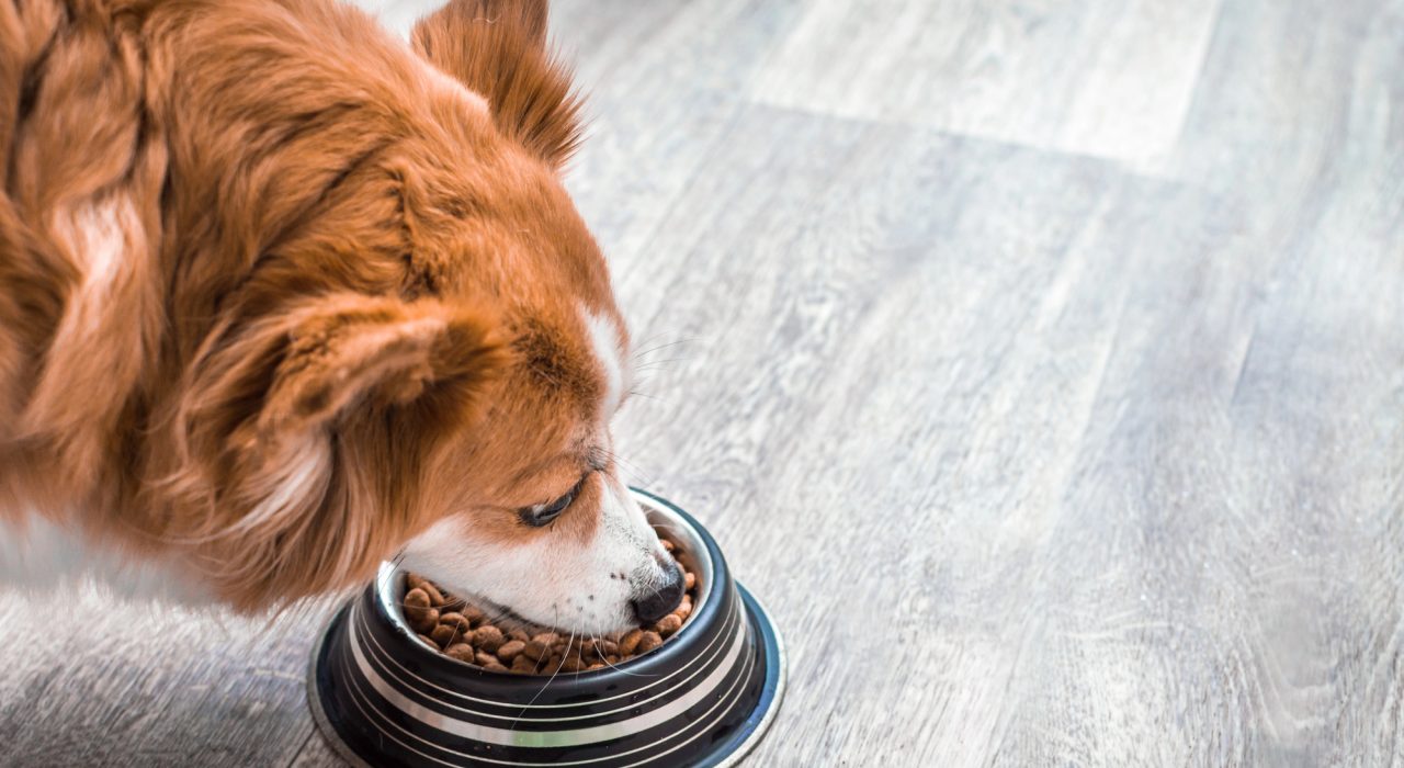 Où acheter ses croquettes pour chien ?