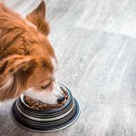 Où acheter ses croquettes pour chien ?