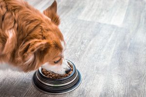 Où acheter ses croquettes pour chien ?
