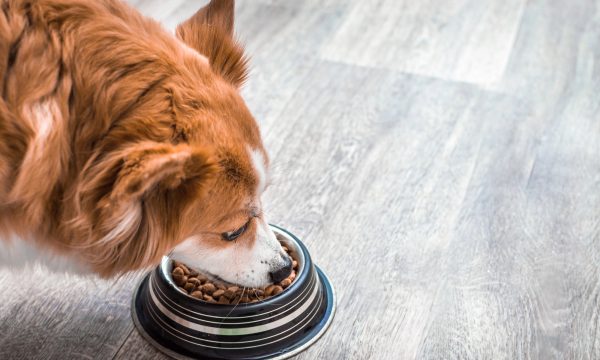 Où acheter ses croquettes pour chien ?