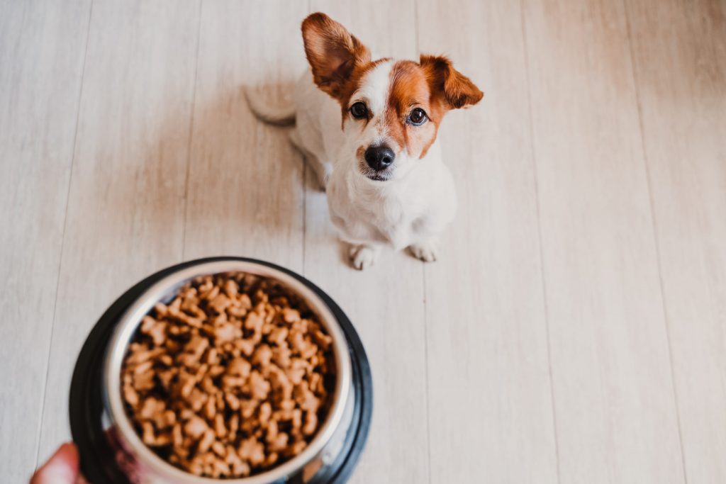 chien qui attend sa gamelle de croquettes