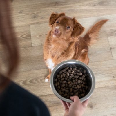 Quelle quantité de croquettes donner à son chien ?